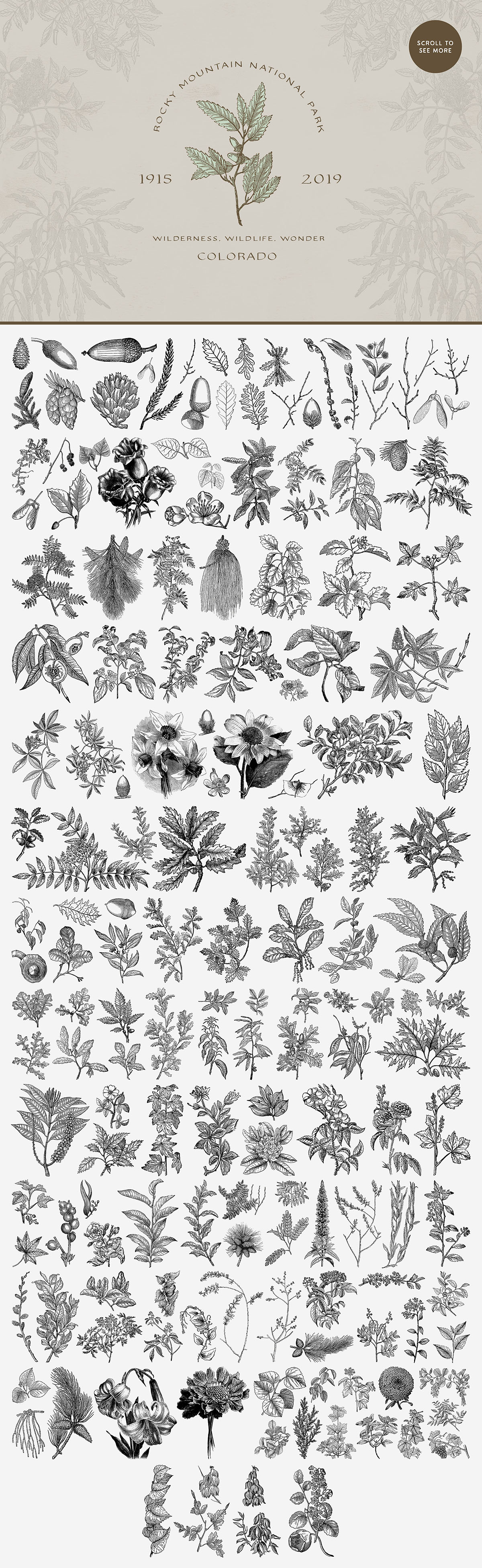 タロイモバナナページ 372 Vintage Botanical Illustrations - Tom Chalky